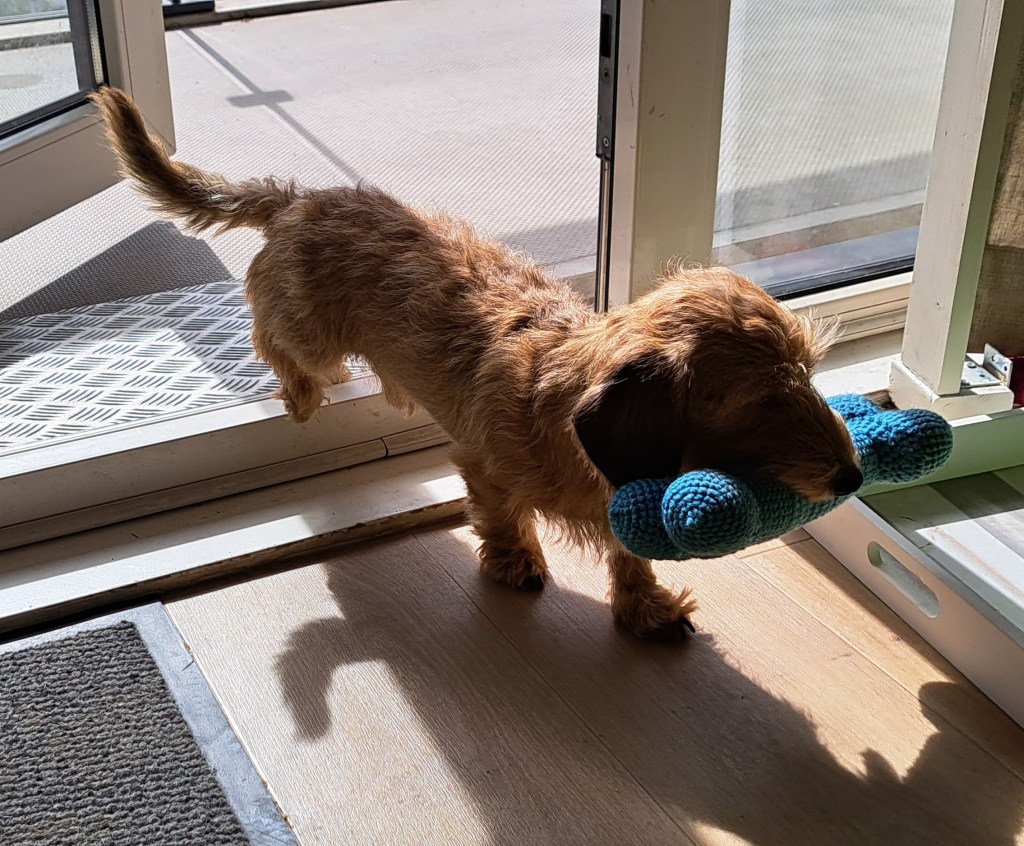 Miniature sausage dog carrying a dog bone chew toy 